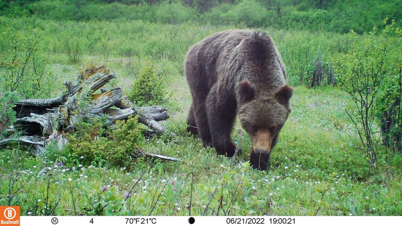Суурьшлын бүсэд хүрэн баавгай орж ирж байна