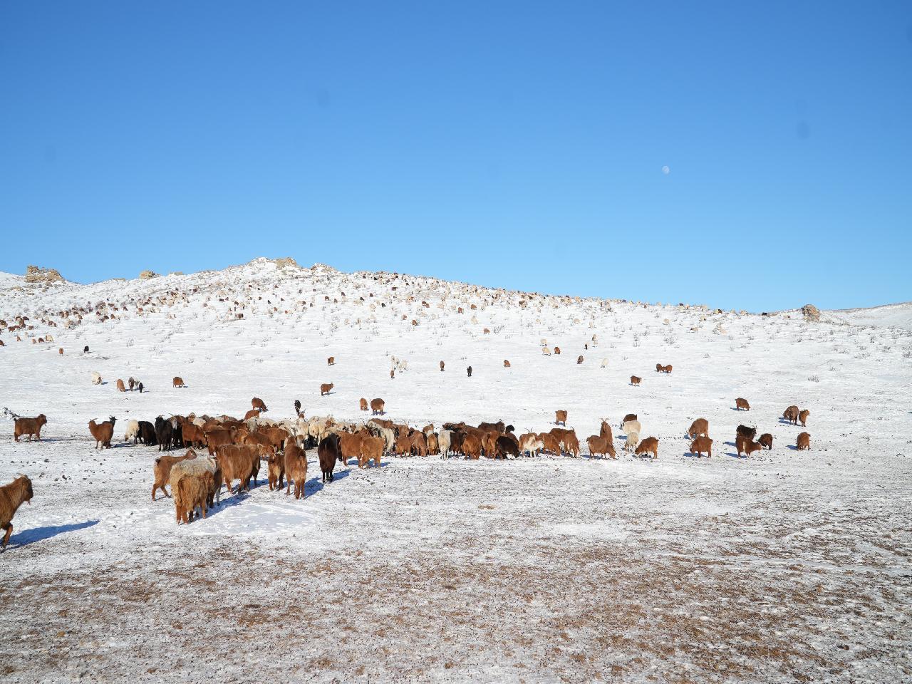 Отрын бүсэд 788.013 мал өвөлжиж байна