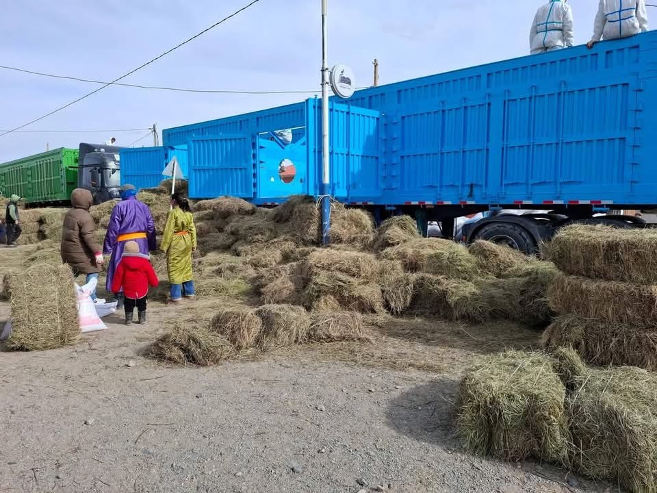 Гамшигт өртсөн малчдад өвс, тэжээл олголоо