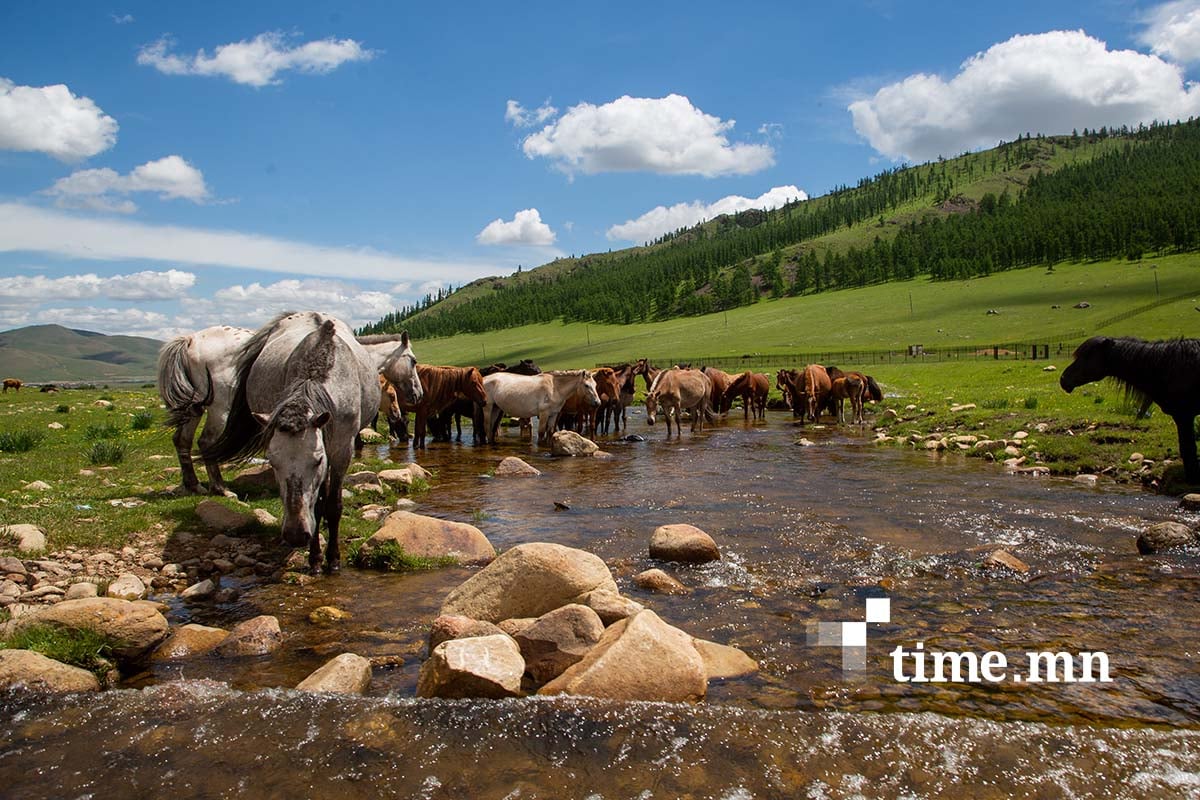 “Дэлхийн адууны өдөр” өнөөдөр тохиож байна