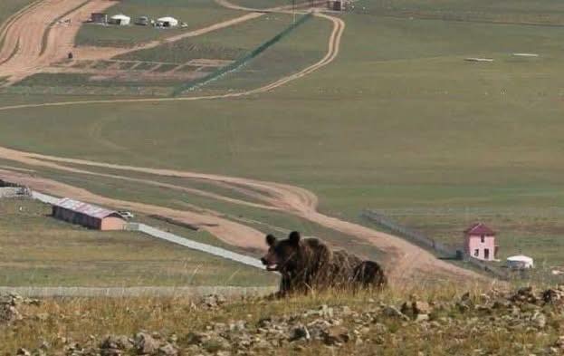Айлуудын ойролцоо баавгай үзэгджээ
