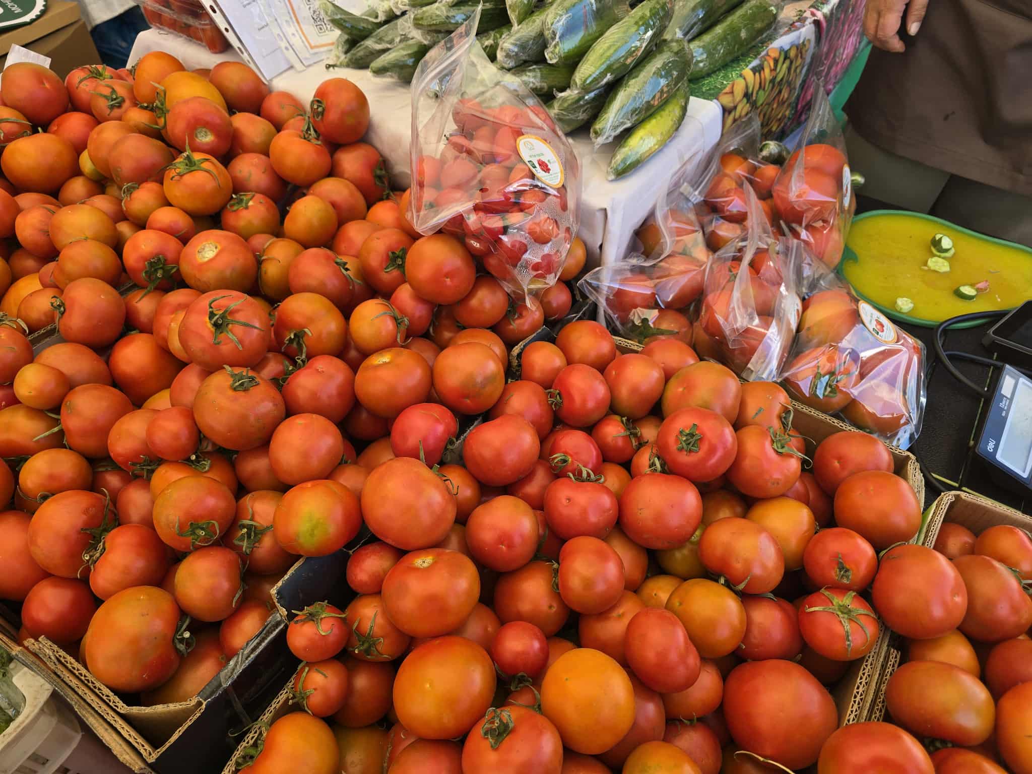 Ногоочдын “наадам” намрын ногоон өдрүүд эхэллээ