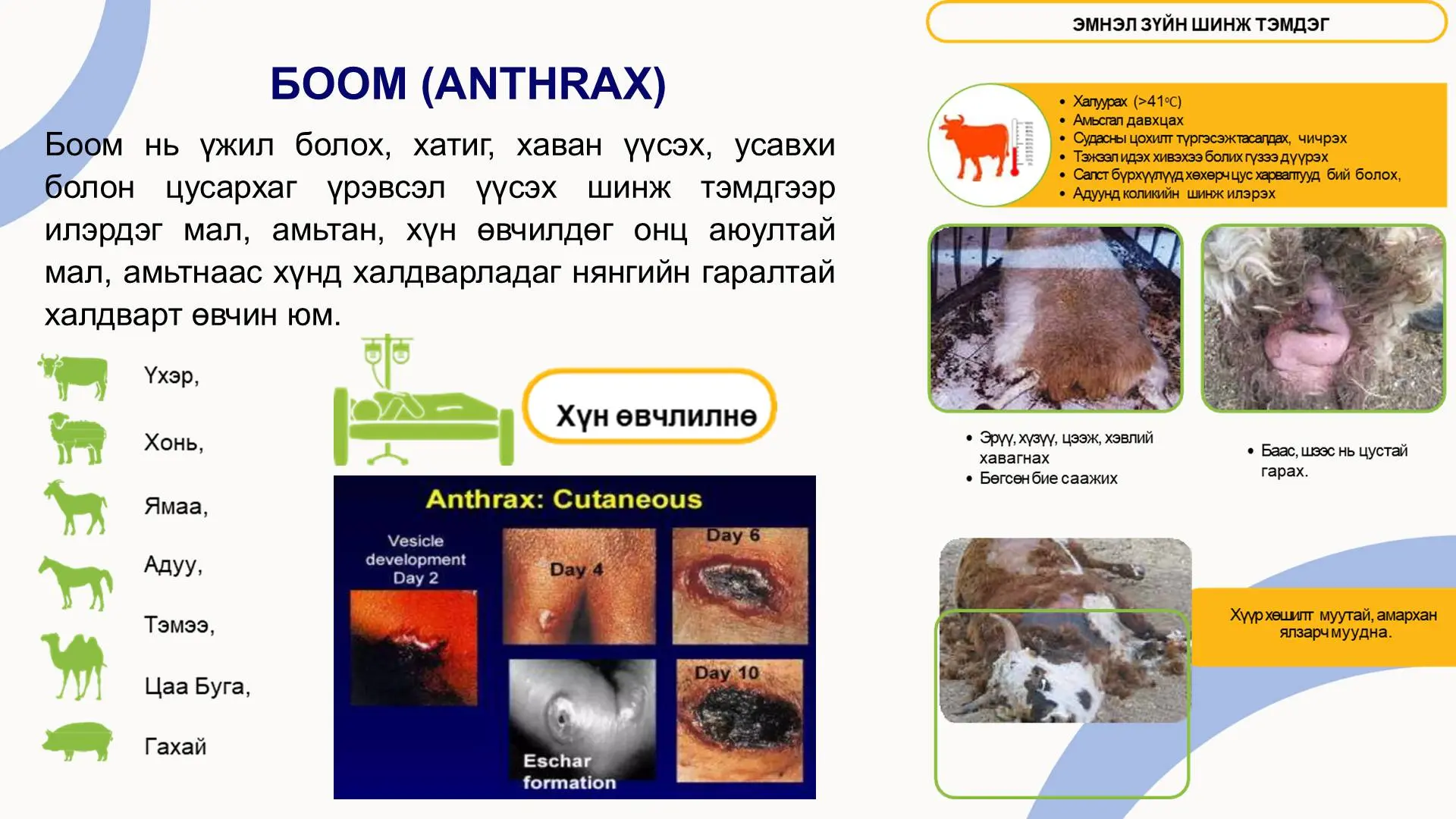 Архангайд халдварт боом өвчин гарч, хүнд халджээ