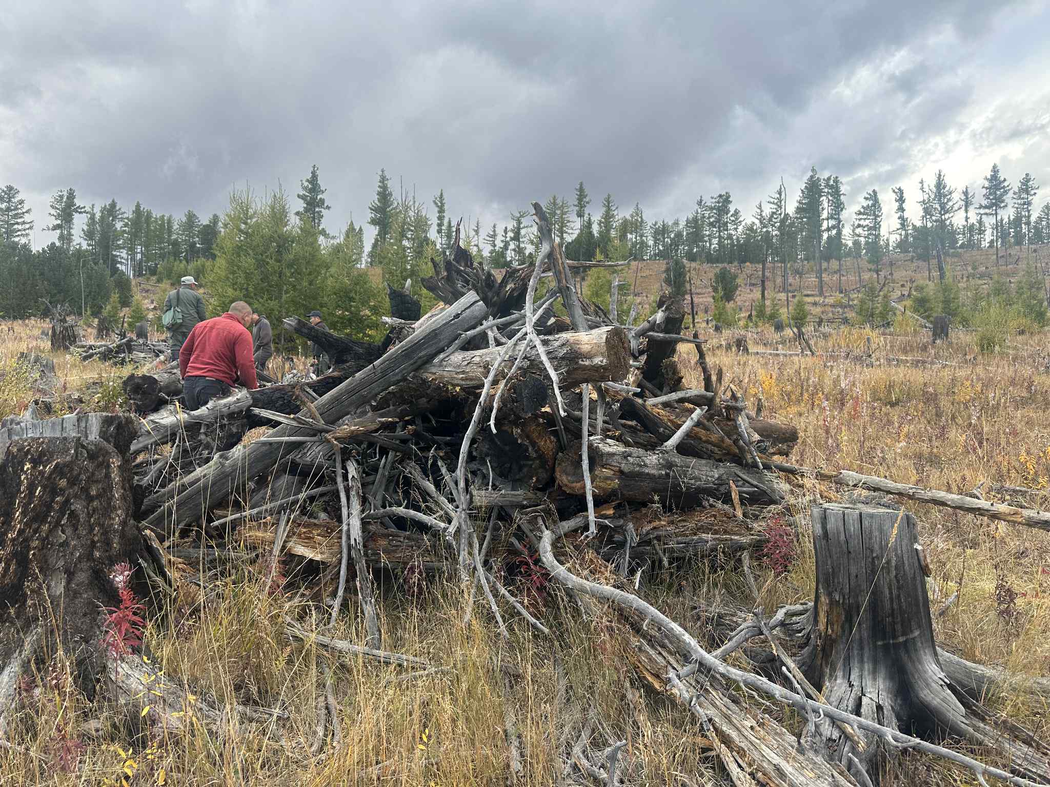 Ой цэвэрлэж, унанги мод, гишүүг түлшинд ашиглана