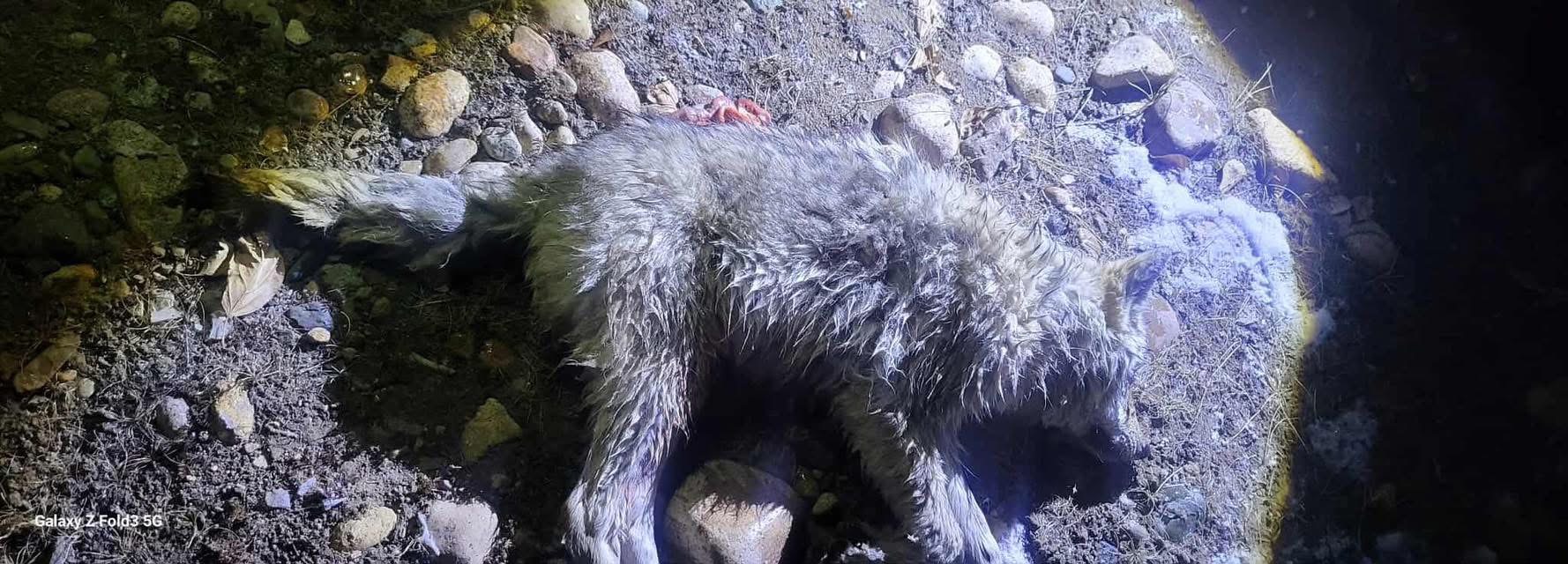 Улиастайд орж ирсэн чоныг устгалаа