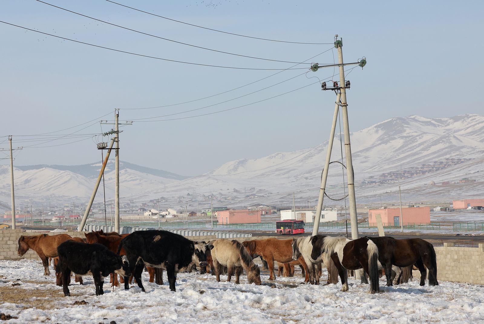 130 гаруй адуу, малыг хориглосон бүсээс гаргажээ