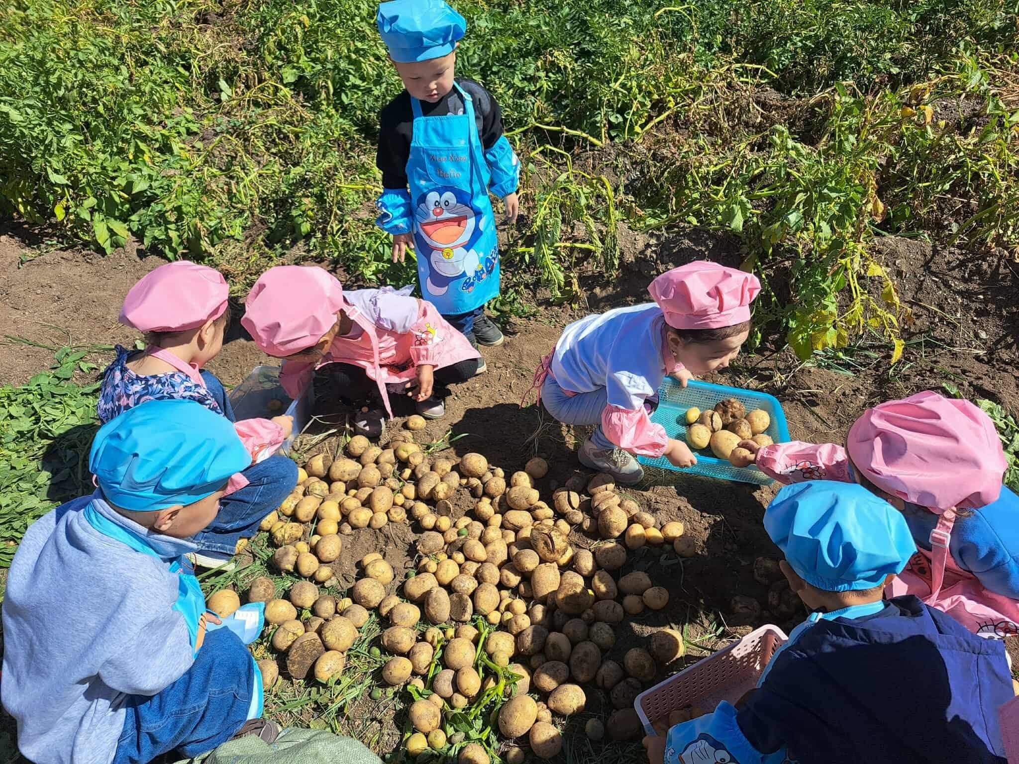 Хүүхдүүд өвөл идэх ногоогоо өөрсдөө хураажээ