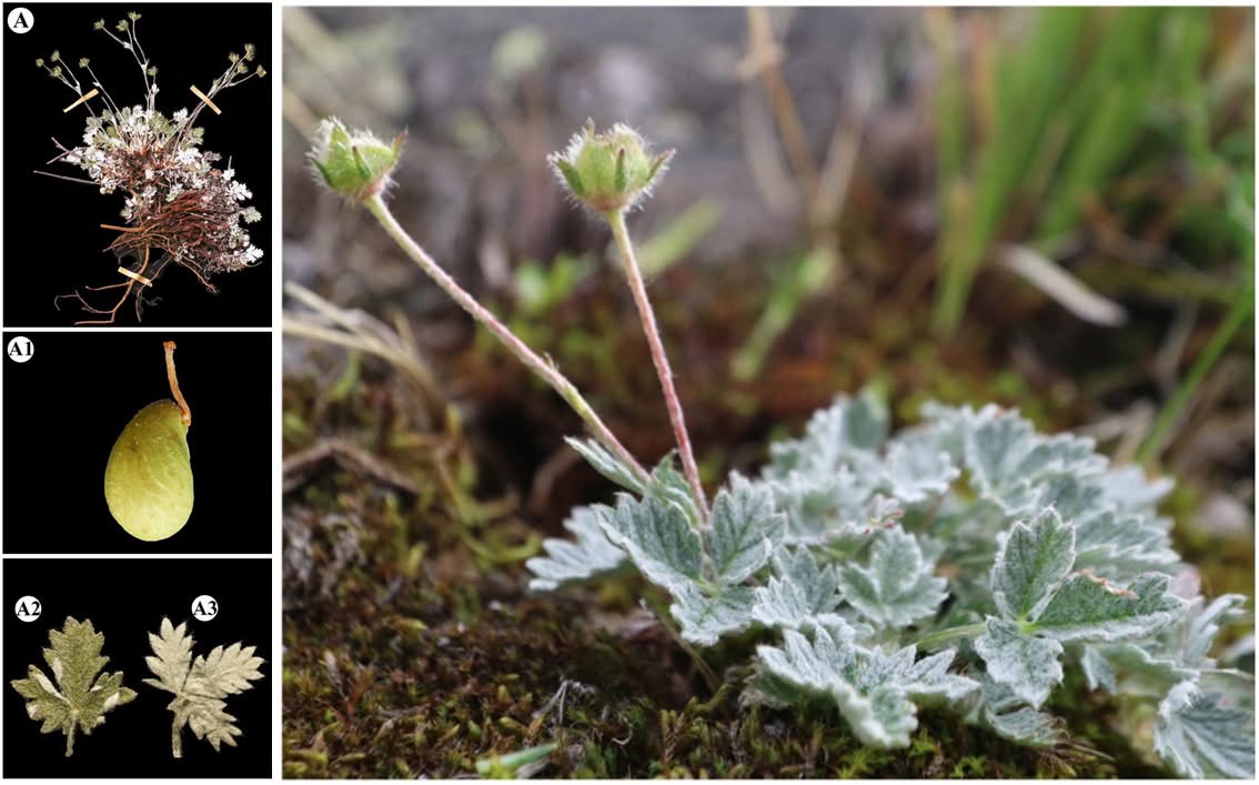 Монголын бахархал: Дэлхийн шинжлэх ухаанд Санчирын гичгэнэ гэх шинэ зүйлийг бүртгүүлэв