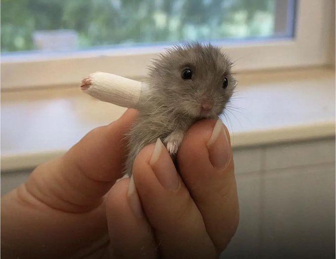 Хөлөө хугалсан орог зусагт Дэлхийн хамгийн жижиг гипс зүүлгэжээ