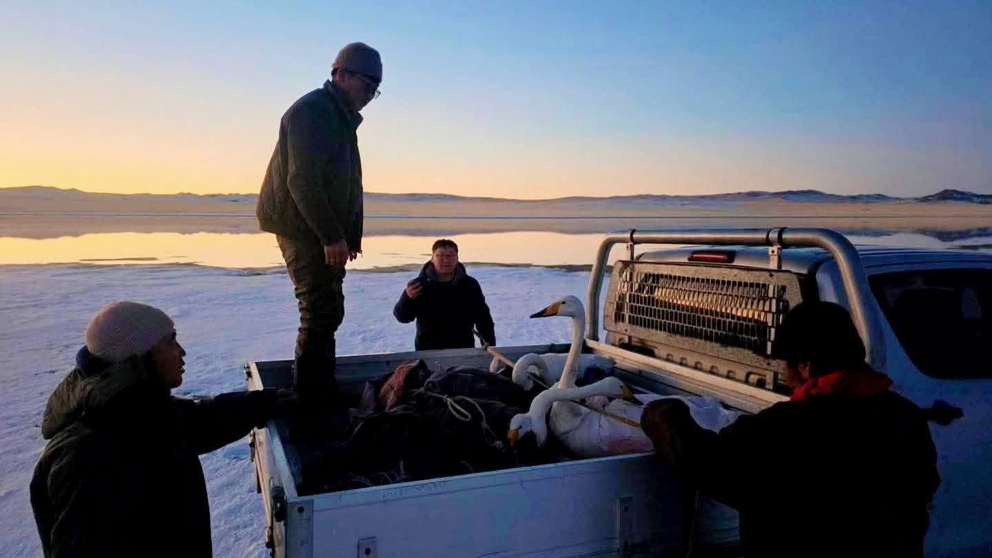 Намар буцаж чадалгүй үлдсэн 5 хунг аварчээ