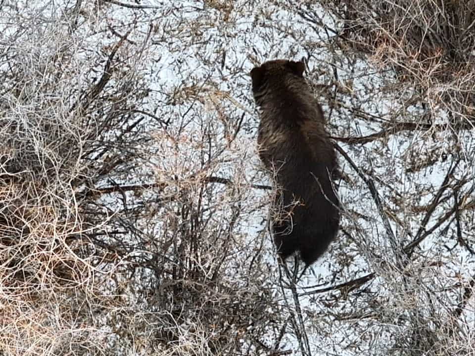 Увс аймгийн Тэс сумын Ханжит гэх газар хүрэн баавгай орж иржээ