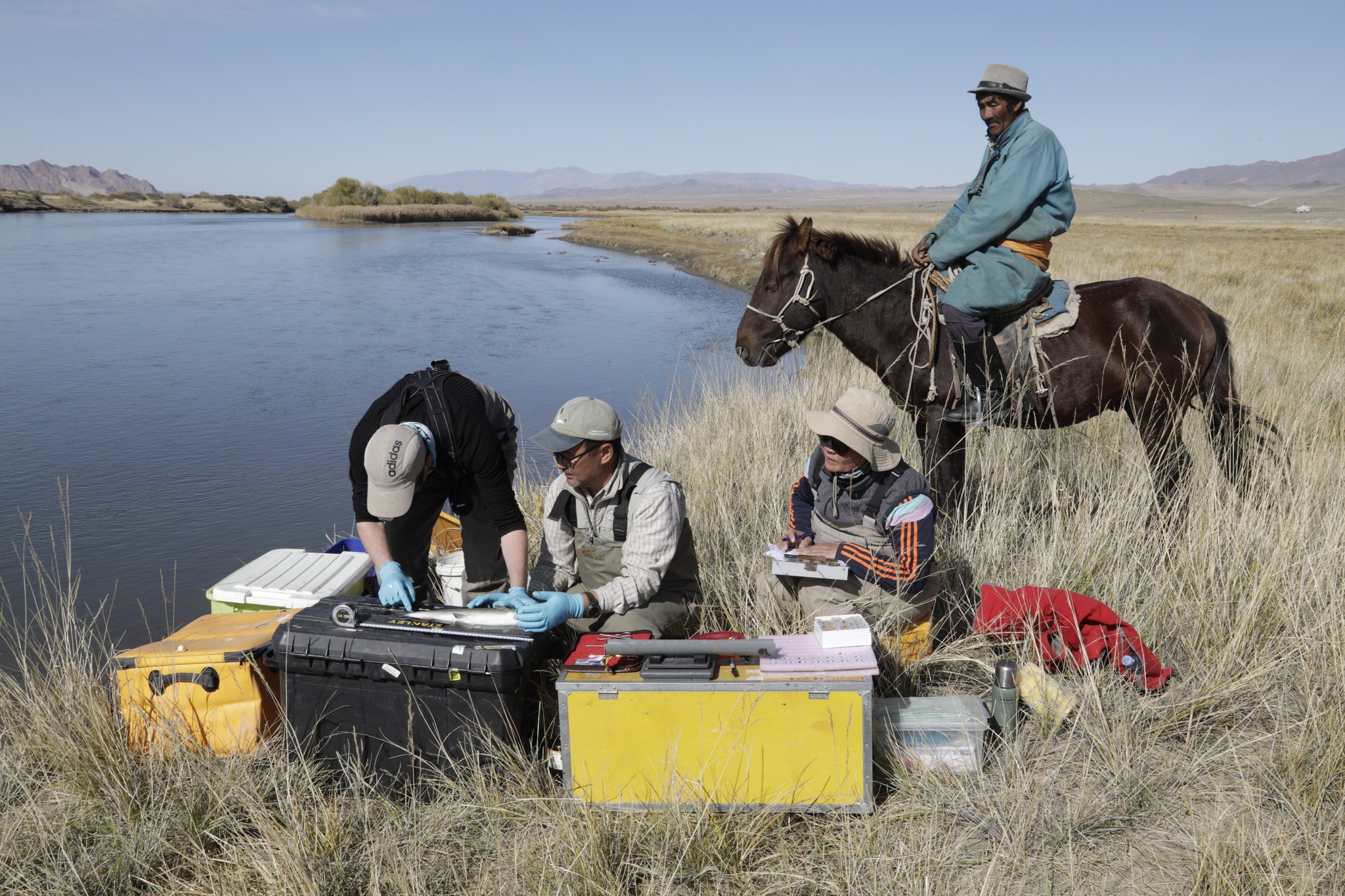 Монгол хадран маш сайн аялагч гэдгийг баталлаа
