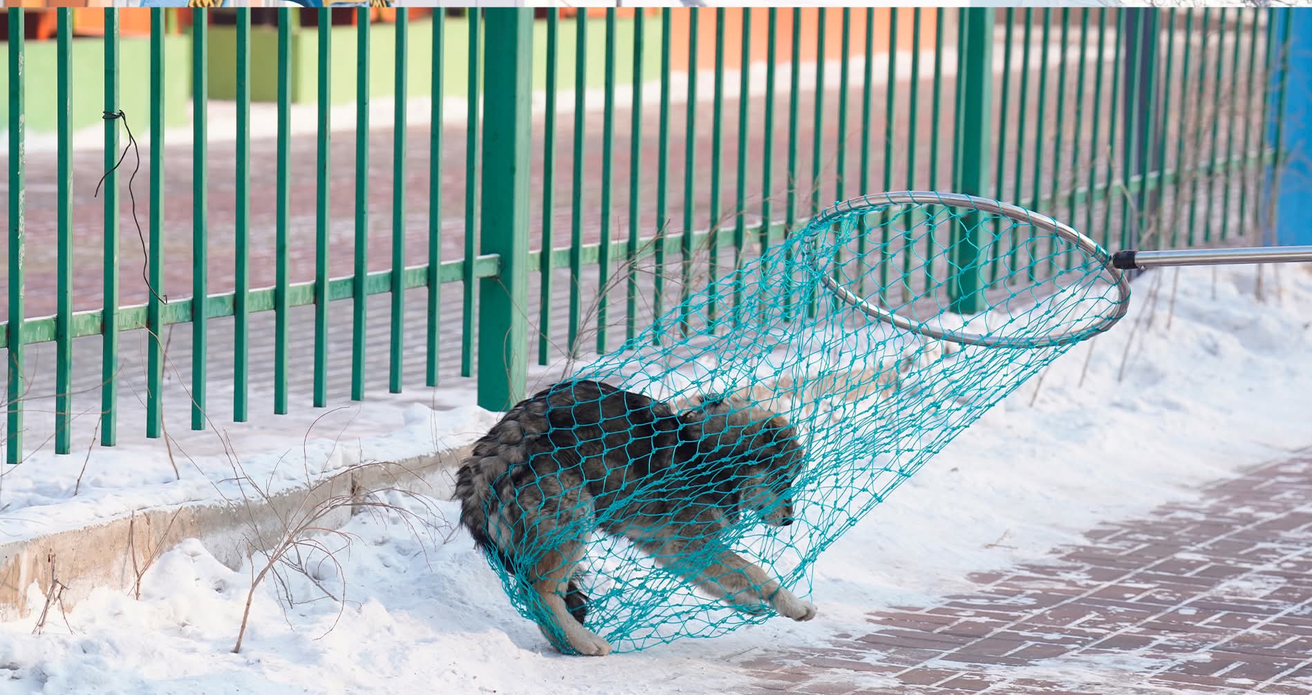 Эзэнгүй нохой, муурыг барих ажлыг эхлүүлжээ