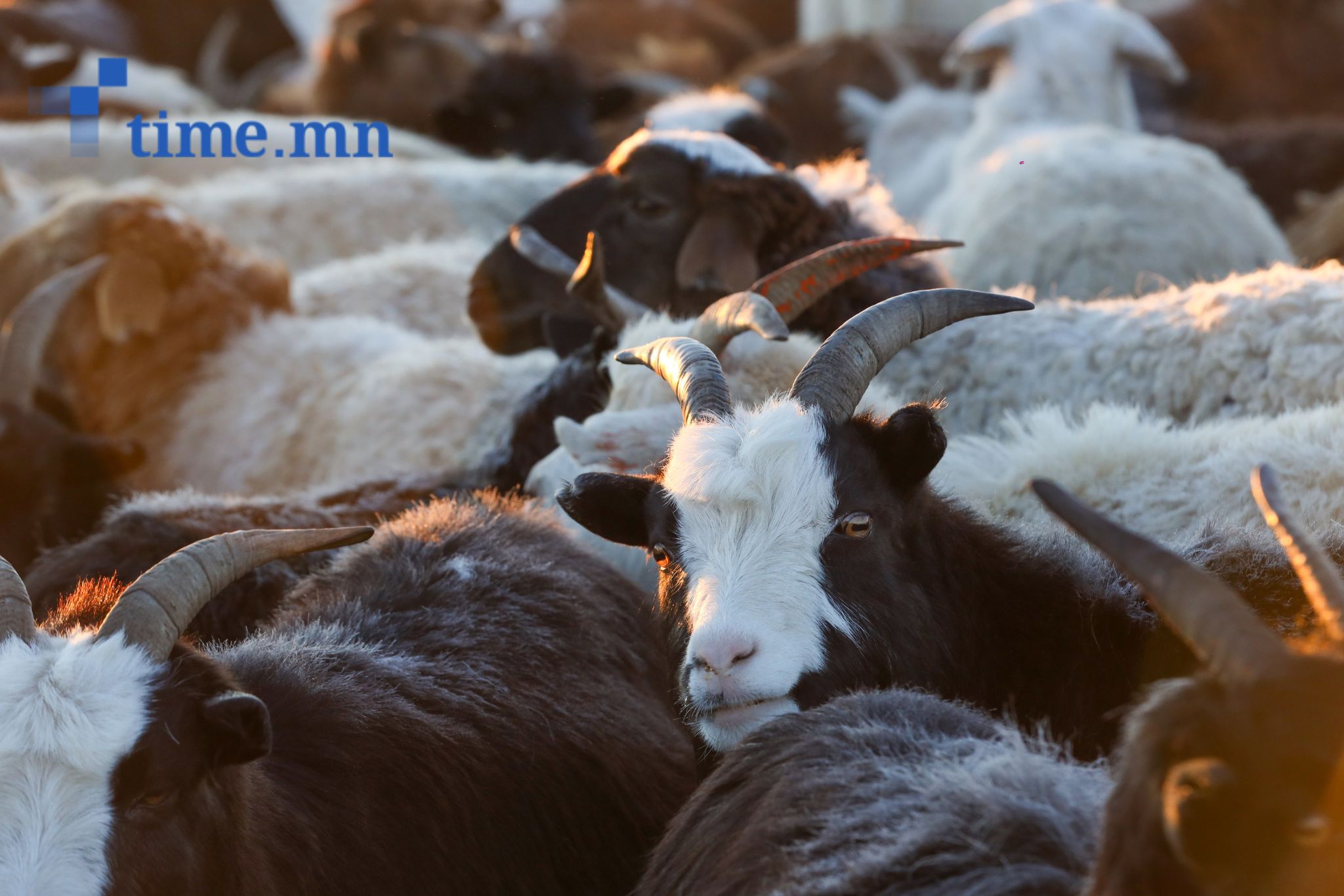 Өнгөрсөн долоо хоногт шүлхий өвчний 2 дуудлага бүртгэжээ