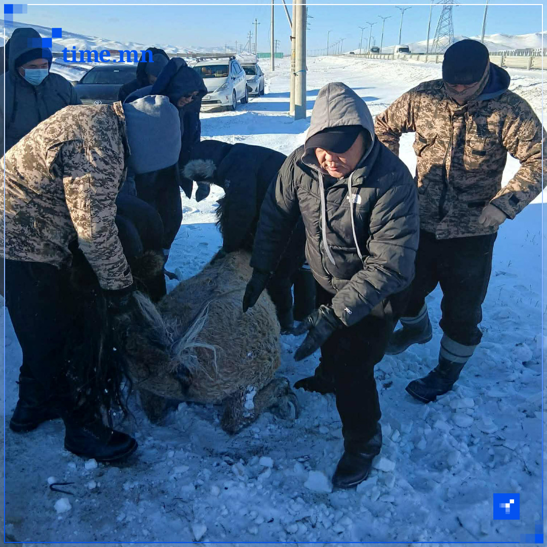 Нүхэнд унаж 2 цаг гацсан адууг иргэд кранаар татан гаргажээ