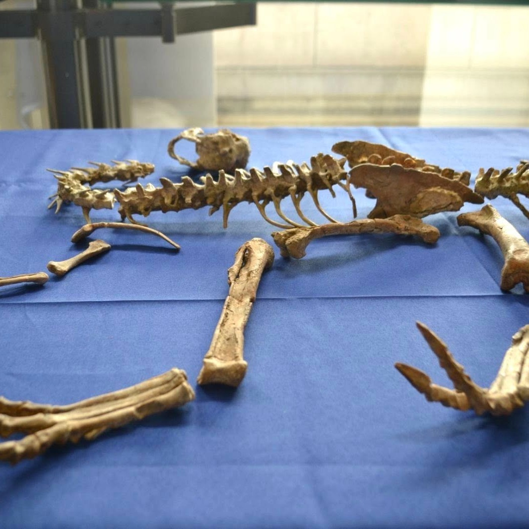 Монголоос алдсан үлэг гүрвэлийн чулуужсан олдворыг эргүүлэн авлаа