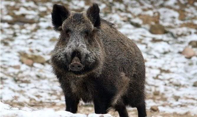 Захиргааны журмаар хураагдсан зэрлэг гахайн махыг дуудлага худалдаагаар худалдаалахаар болжээ