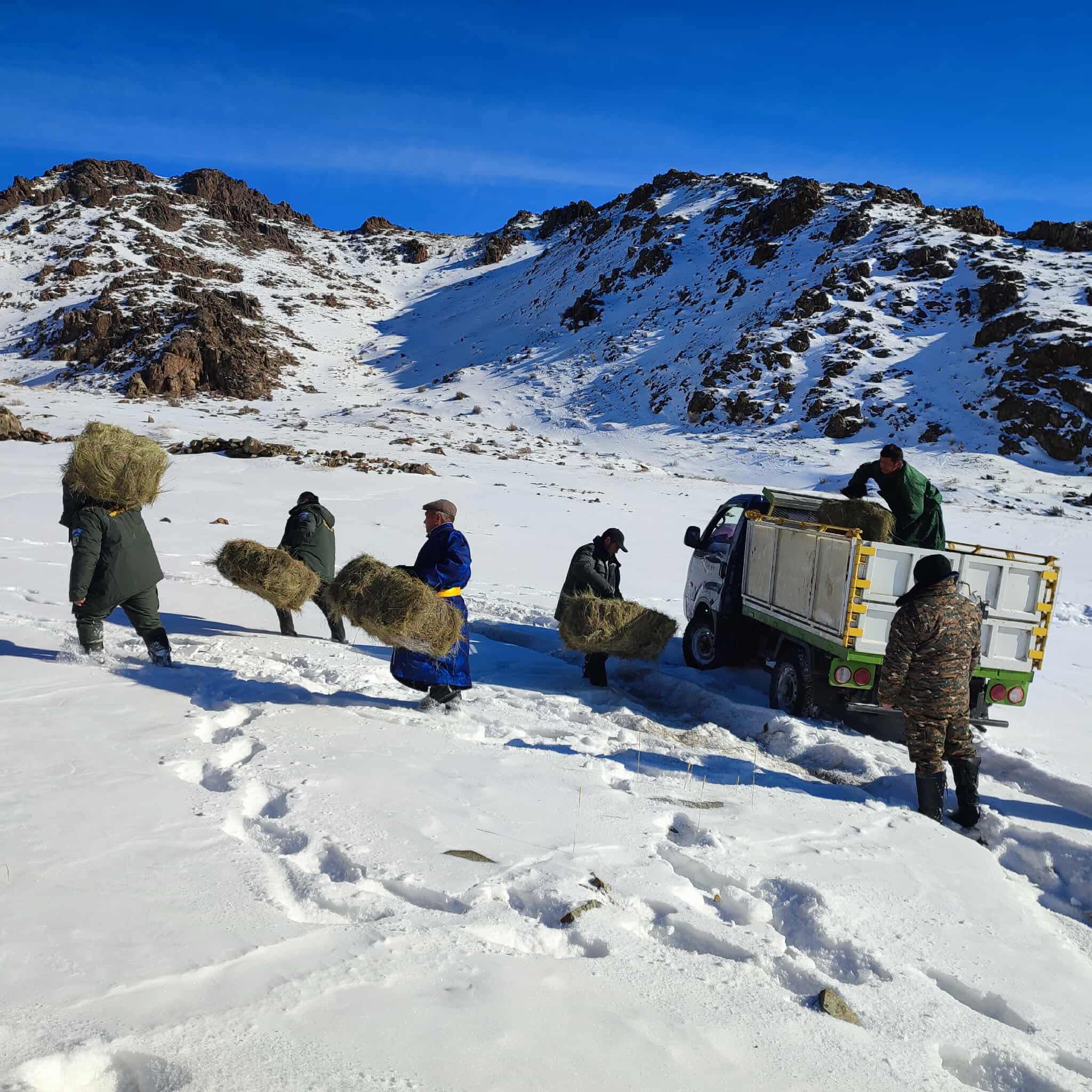 Зэрлэг амьтдад зориулж хоёр цэгт 15 боодол өвс тавьжээ