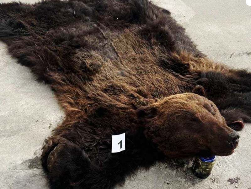 Нэн ховор ан амьтан хууль бусаар агнасан хэргийг илрүүлжээ