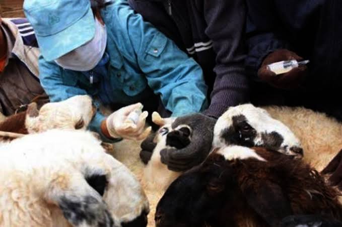 Малын эмч нар төв талбайд жагсах гэж байна