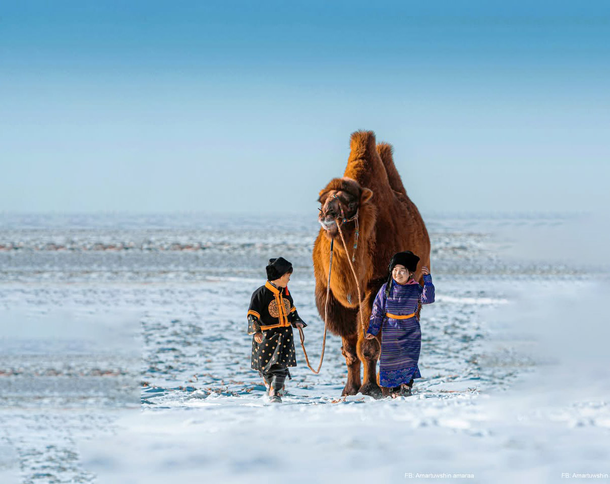 Танилц: Монголын хамгийн өндөр тэмээ