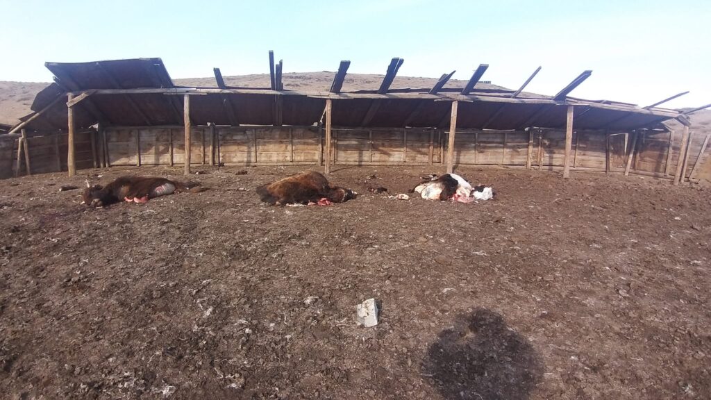 17 бод, 9 бог малыг бэлчээрт нь нядалж, мал хулгайлах гэмт хэрэг үйлдсэн этгээдүүдийг баривчилжээ