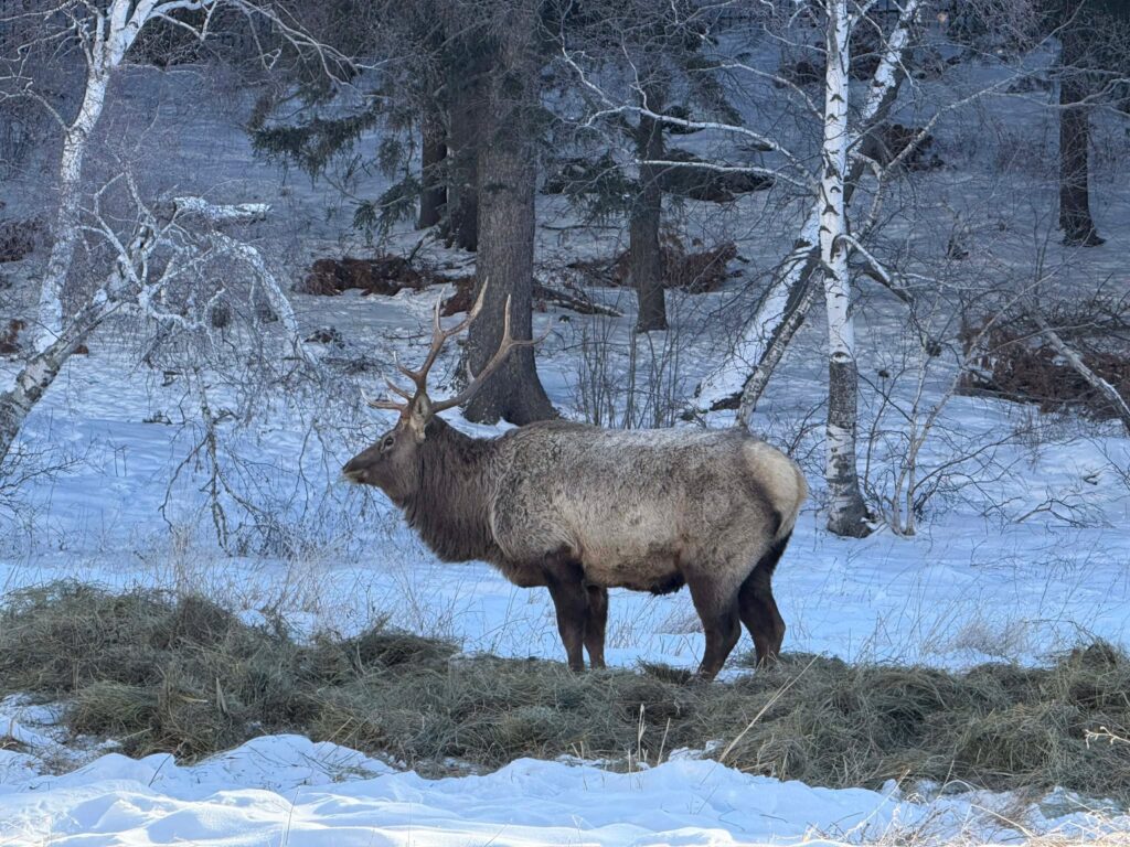 2018-2026 оны хооронд нийт 17 буга үрэгджээ