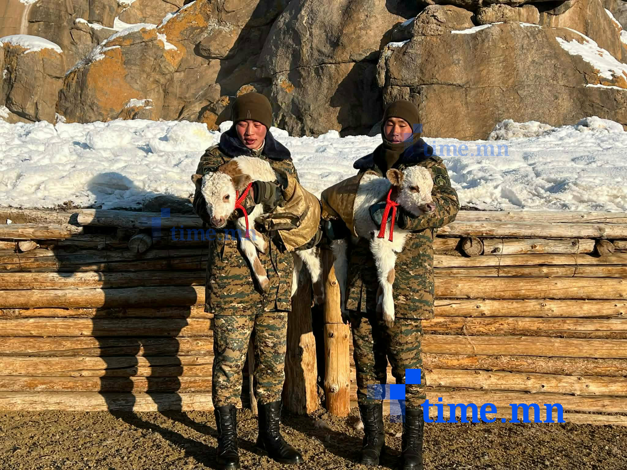 Хилчний хотонд ихэр тугал мэндэлжээ