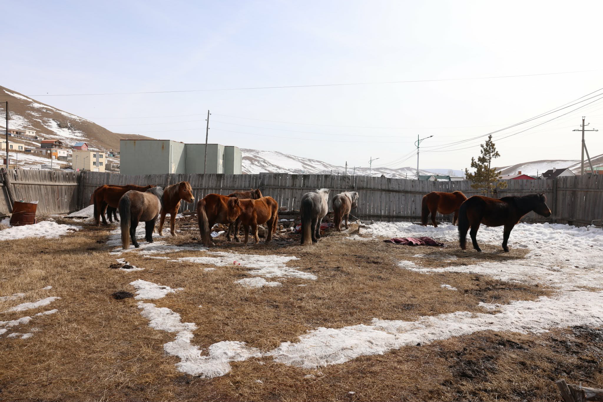 Б.Шатарбал: Мал аж ахуй эрхлэхийг хориглосон бүсээс 210 адууг хашаад, арга хэмжээ авч байна