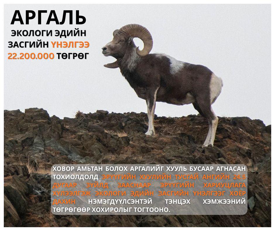 Хууль бусаар амьтан агнасан бол эрүүгийн хариуцлага хүлээж, учирсан хохирлыг 2 дахин өсгөж төлнө