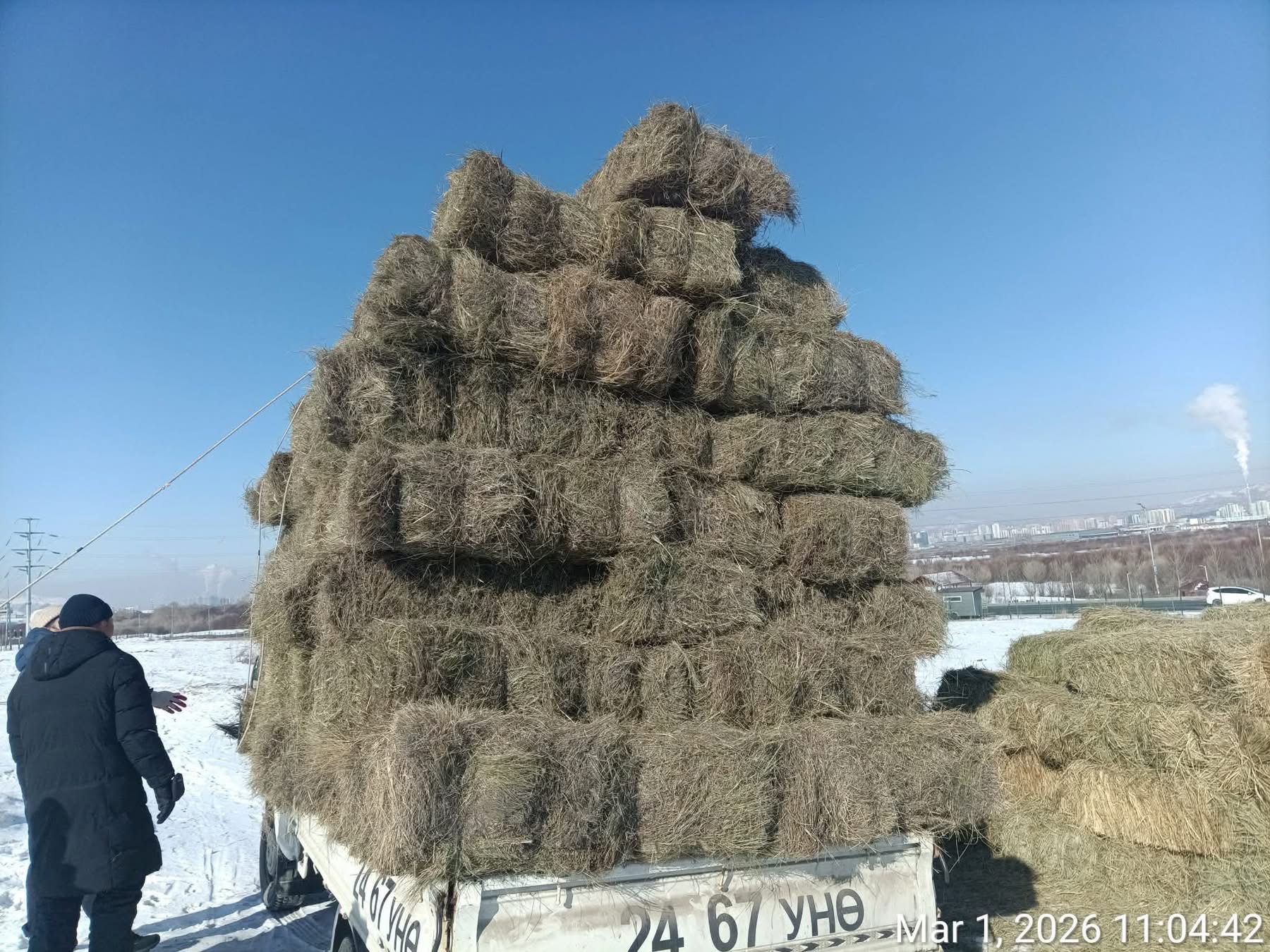 Бугын сүрэгт зориулан 100 боодол өвс хандивлажээ