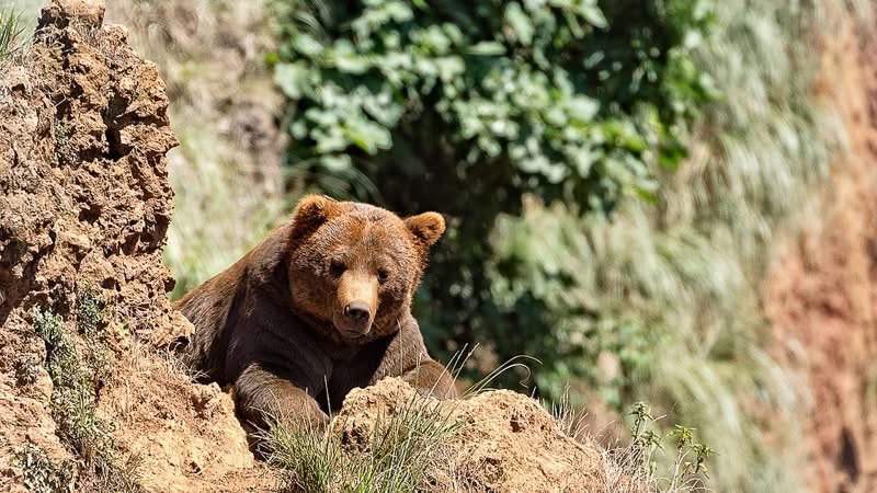 Хүрэн баавгай агнаад, 5.4 саяар торгуулж, 24.9 саяын хохирол төлжээ