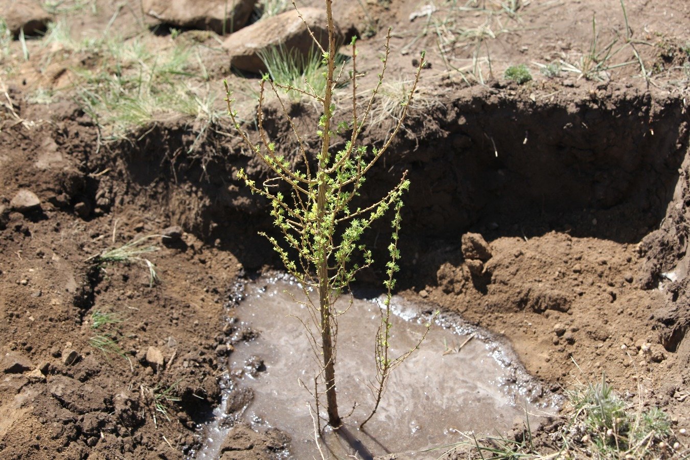 Хэсгийн ахлагч нар айл өрхийн тарьсан модны тоог бүртгэнэ