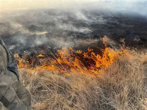 Санаандгүй түймэр тавиад, 1 жил тэнсэх, 1 жил үүрэг хүлээх ял сонсжээ