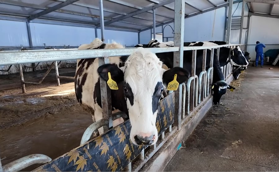 Холштейн үүлдрийн үнээтэй айл 20 тн сүү “АПУ Дэйри”-д нийлүүлжээ