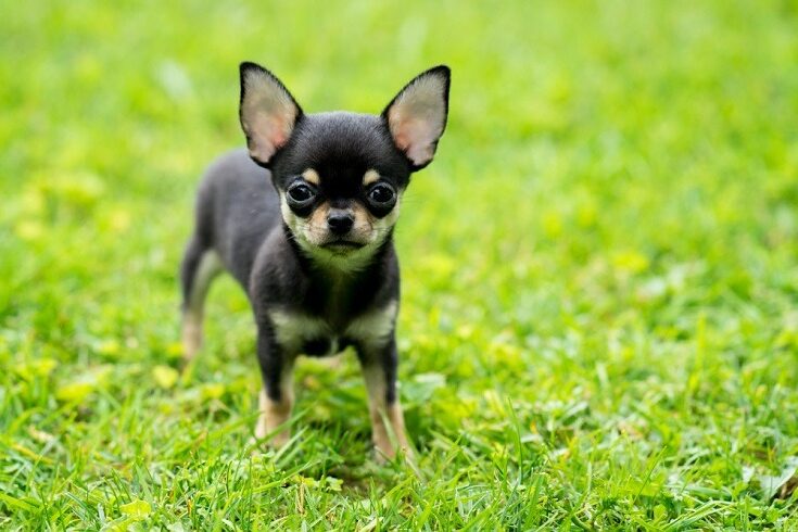 Нохойноос айж зугтахдаа гэмтсэн эмэгтэйд 1500 еврогийн нөхөн төлбөр олгохоор шүүх шийвэрлэжээ