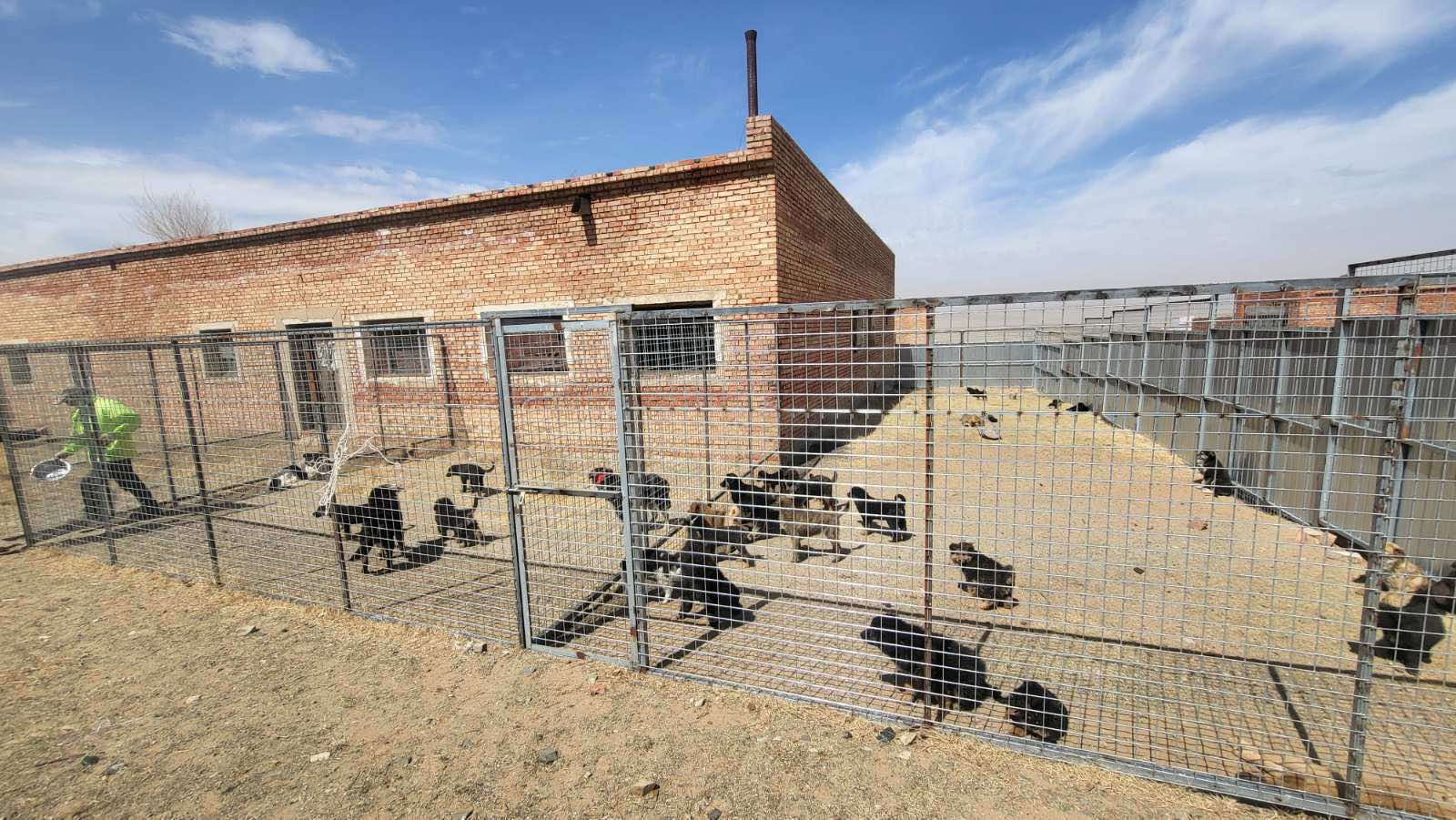 Эзэнгүй нохой, муурыг түр асран хамгаалах байрыг өргөтгөнө