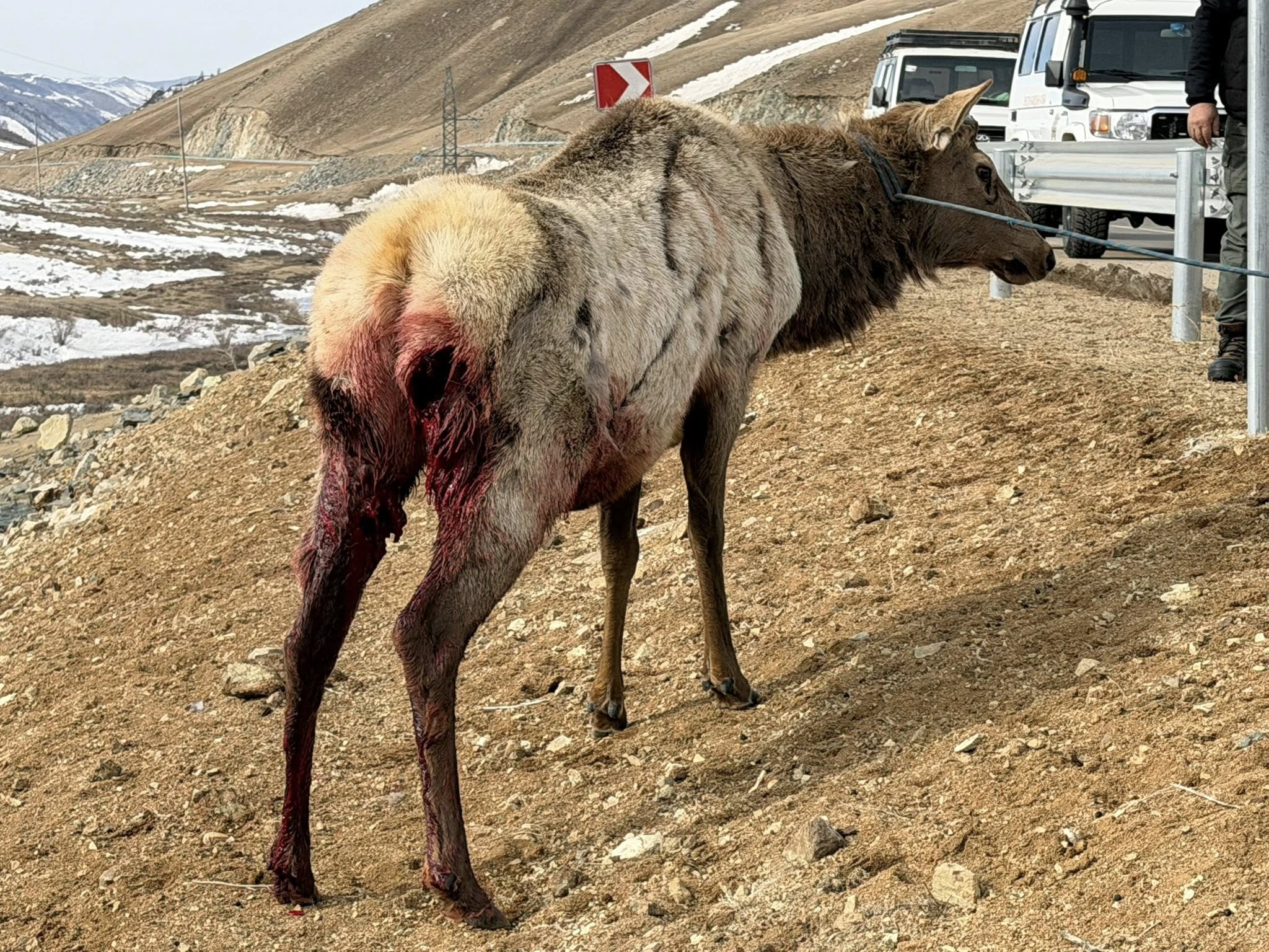 Чононд ноцуулан, хүнд шархадсан бугыг эмчиллээ