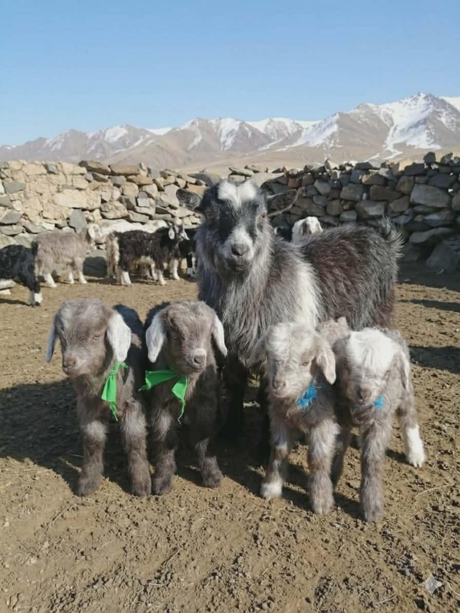 Баян-Өлгий аймагт 4 ихэр ишиг гарчээ