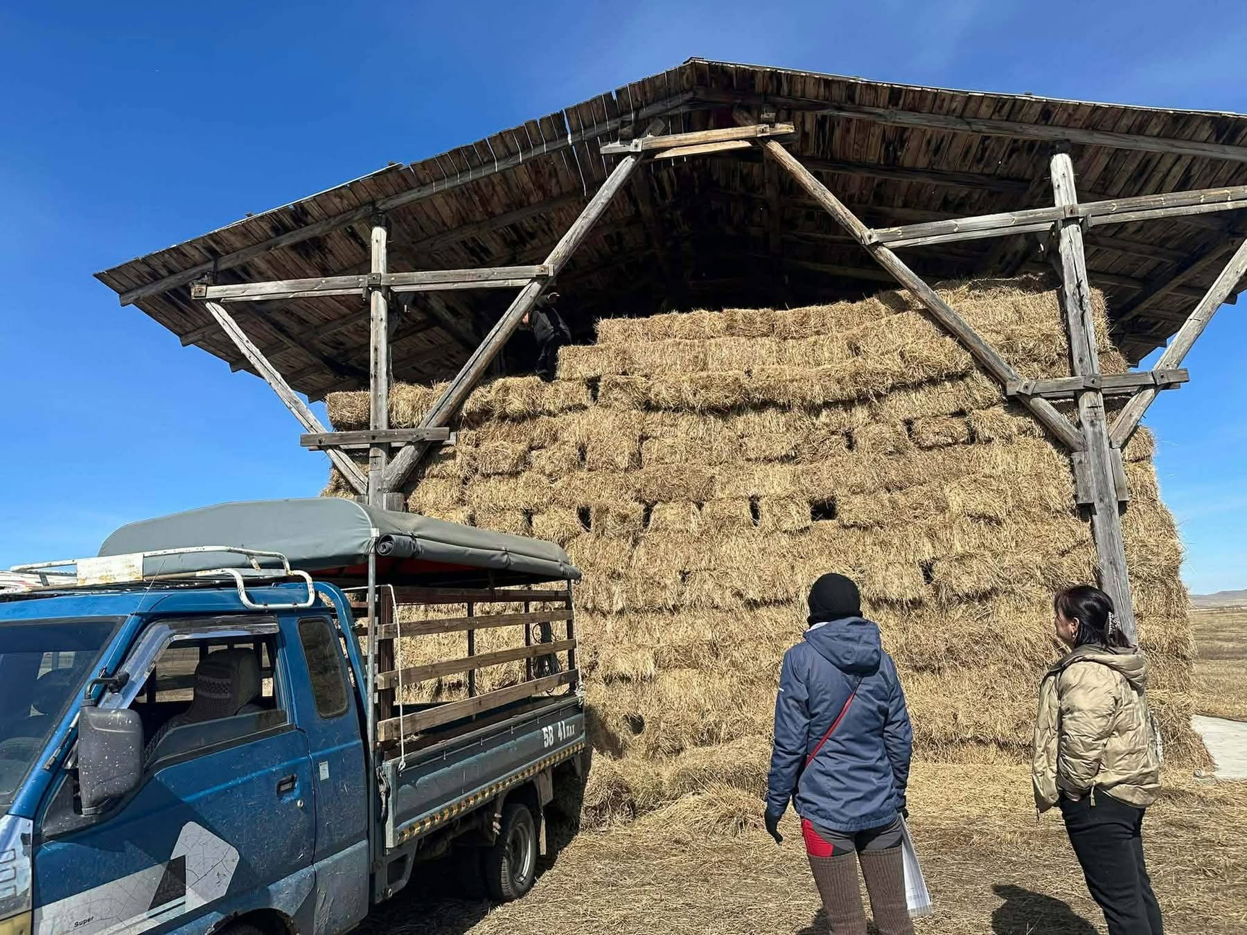 Аюулгүйн нөөцийн өвсийг 5000-аар зарж байна