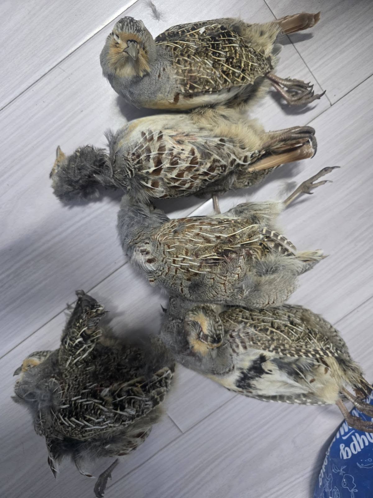 25 зүйлийн 669 бодгаль амьтныг хууль бусаар агнасан 165 хүнд 48 сая төгрөгийн торгууль оногдуулжээ