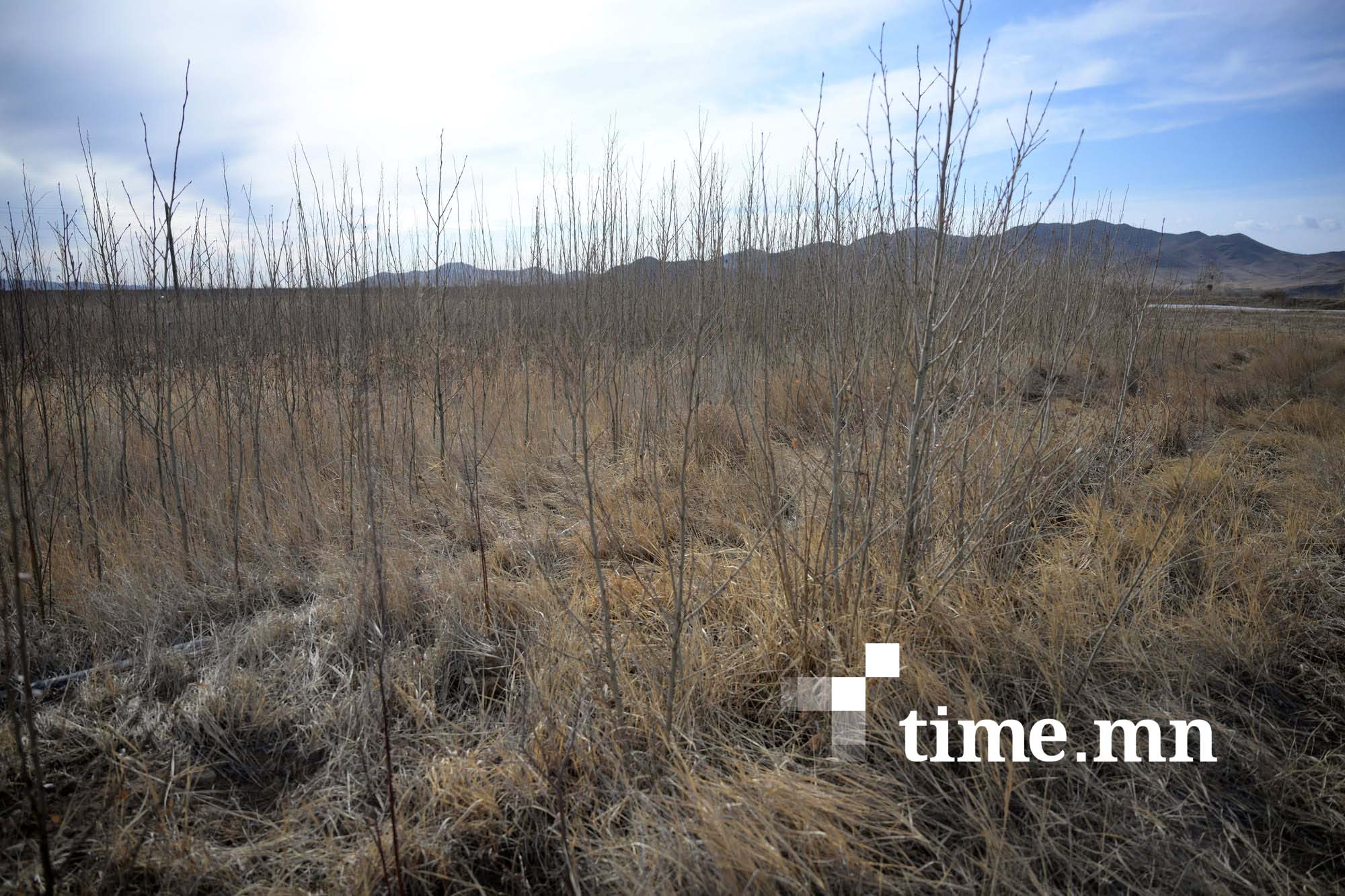 Ө.Магсаржав: Бургас 2-5 жилийн дотор 4-5 метр ургадаг