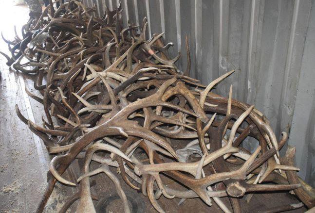 Бугын олон тооны эвэр авч явсан хүнийг илрүүллээ