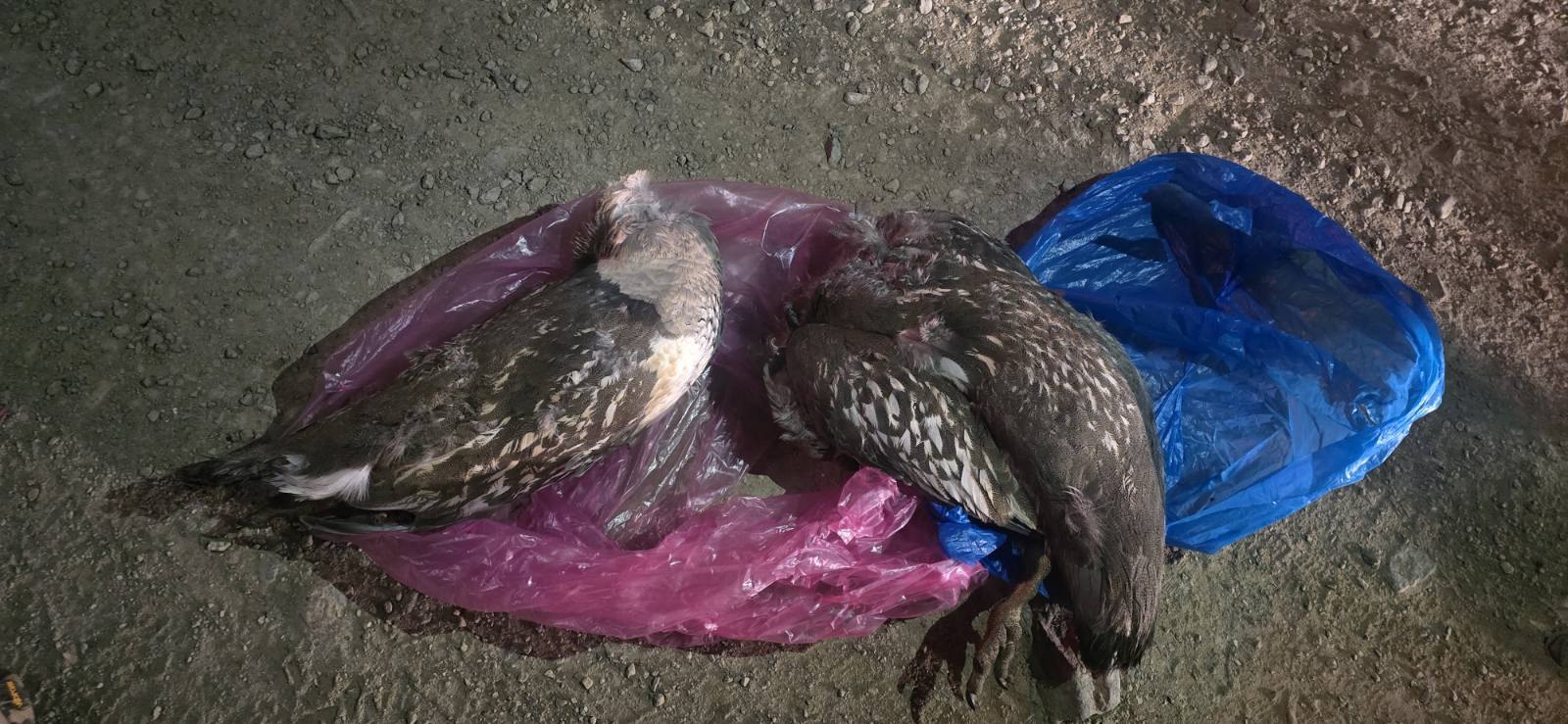 “Алтайн хойлог” шувууг хууль бусаар агнасан этгээдийг илрүүлжээ