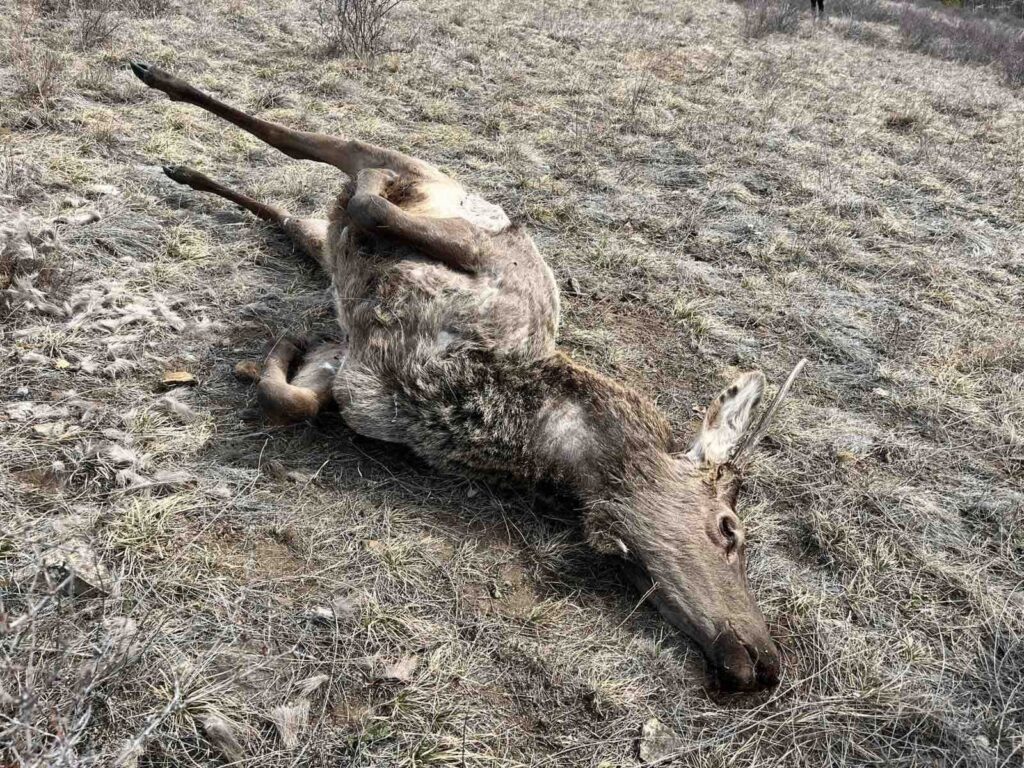 Хууль бусаар 2 халиун буга агнаад баригджээ