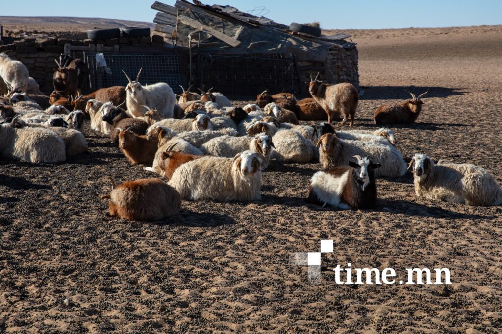 Говийн болон баруун аймгуудын нутгаар бэлчээрийн ургамлын гарц муу байна