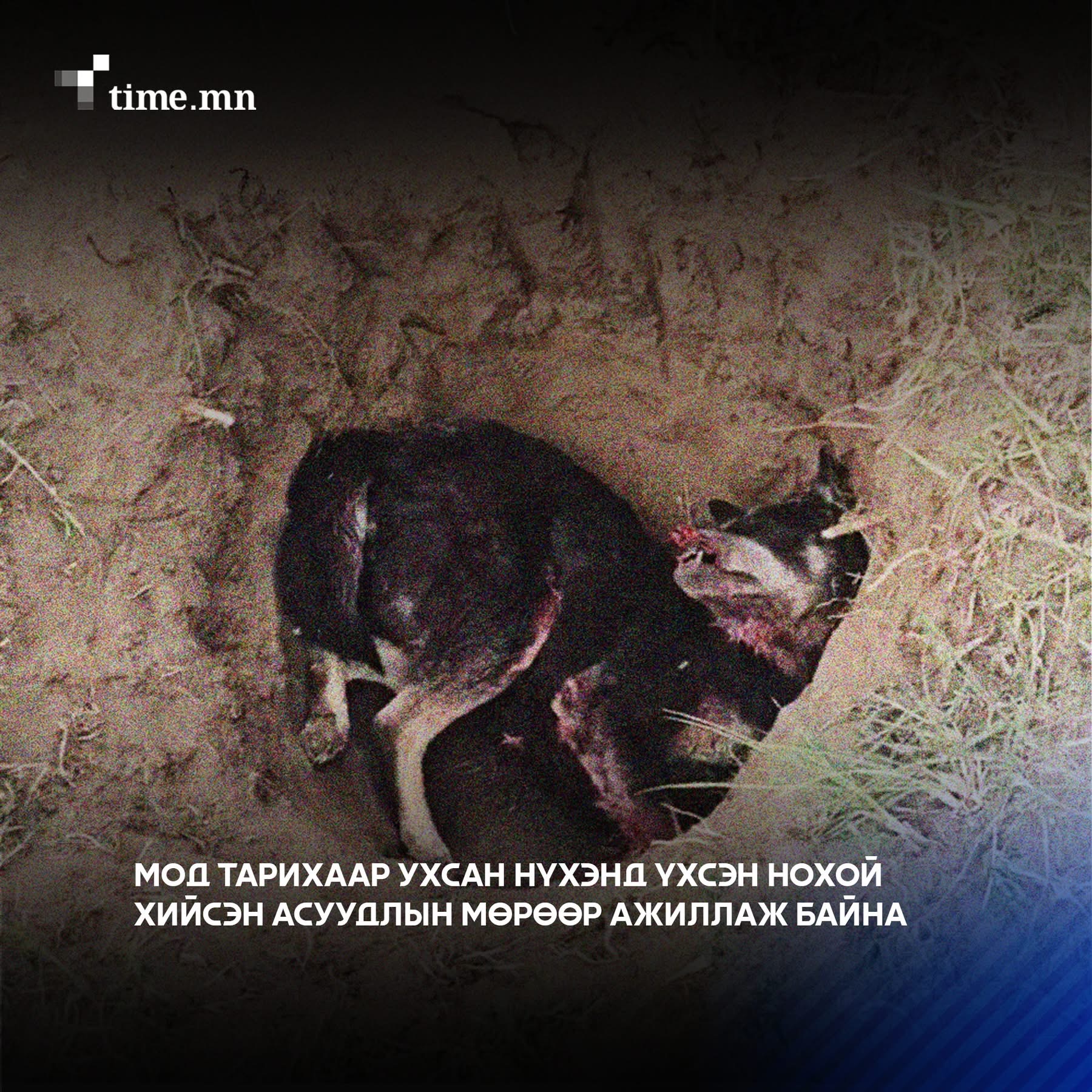 Мод тарих нүхэндээ үхсэн нохой, муур хийх нь зөв