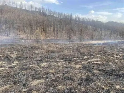 Булганд гарсан ойн 2 түймрийг цурманд оруулжээ