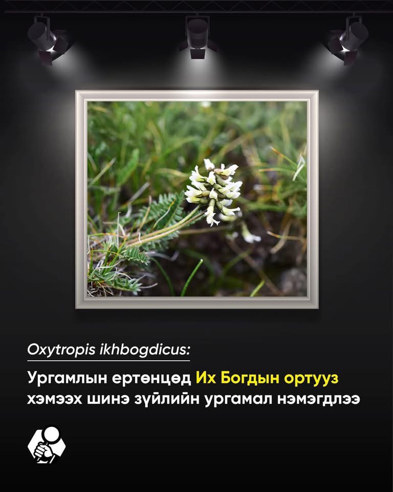 Дэлхийд Ихбогдоос өөр газарт байхгүй ортууз олж, шинжлэх ухаанд бүртгүүллээ