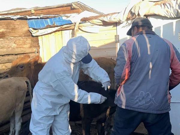 Нийслэлийн хэмжээнд шүлхийн вакцин хийх ажлыг эрчимжүүллээ